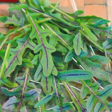 Двурядник Язык дракона (тонколистный)