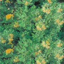 Люцерна Желание желтая