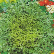 Салат Эндивий Кладезь Витаминов