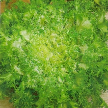 Эндивий Кучерявец