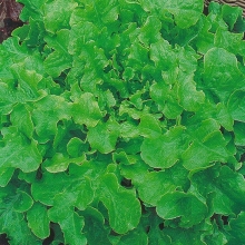 Салат Эврика