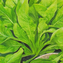 Салат Сахарные ломтики цикорный