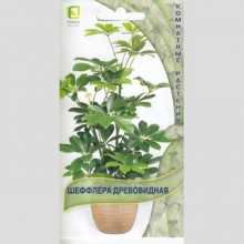 Шеффлера древовидная