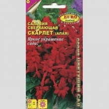 Сальвия Скарлет сверкающая (алая)
