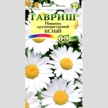 Нивяник Крупноцветковый Белый