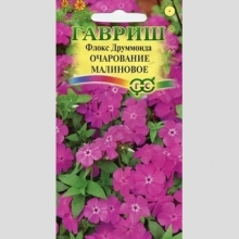 Флокс Очарование малиновое