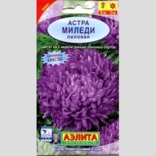 Астра Миледи Лиловая