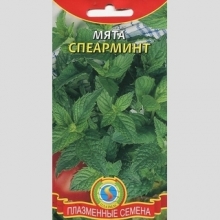 Мята Спеарминт