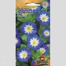 Вьюнок Пилигрим