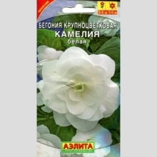 Бегония Камелия Белая