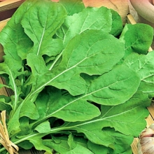 Индау Будь здоров (руккола)