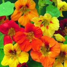 Настурция Индийский кресс смесь