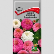 Цинния Ягодный коктейль (изящная)