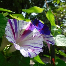 Ипомея Арлекино (пурпурная)