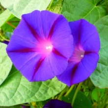 Ипомея Фиолетовая с пурпурными стрелами