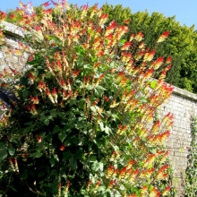 Ипомея Королева Джунглей лопастная