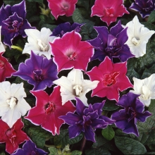 Ипомея Нил Кайкио-заки