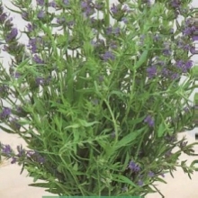 Иссоп Голубой