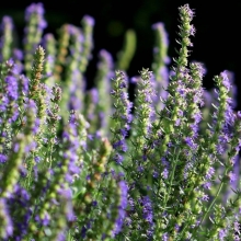 Иссоп Лазурь лекарственный