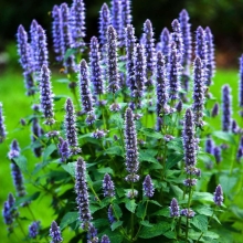 Иссоп Синий