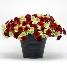 Петуния Изи Вейв F1 Империал