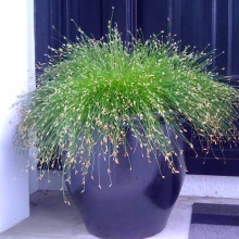 Изолепис Лайв Вайр поникший (Камыш поникший)