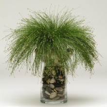 Изолепсис Лив Ваер