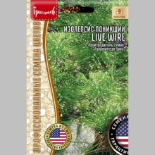 Изолепсис Live Wire поникший (большой пакет)