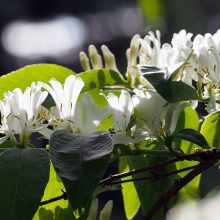Жимолость Жемчужное ожерелье (Маака)