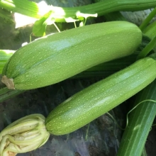 Кабачок Ардендо 174 F1