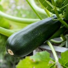 Кабачок Фараон