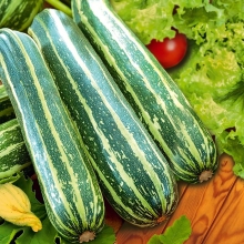 Кабачок Кукурзелле