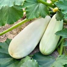 Кабачок Горный F1