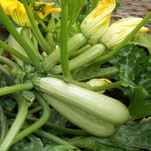 Кабачок Паровозик