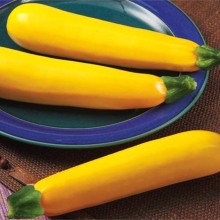 Кабачок Хелена