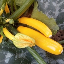 Кабачок Желтоплодный