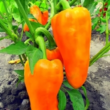 Перец Какаду оранжевый