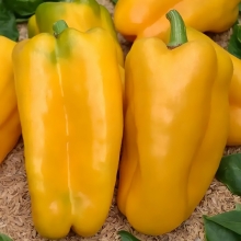 Перец Какаду желтый