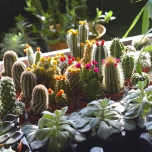 Кактус Крикет смесь