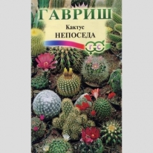 Кактус Непоседа (Эхиноцереус) смесь