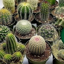 Кактусы Мега Мульти Микс