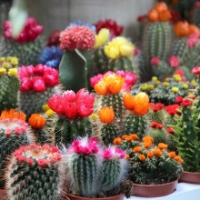 Кактус Забавная Смесь