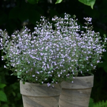 Каламинта Голубая