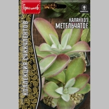 Каланхоэ Метельчатое (большой пакет)