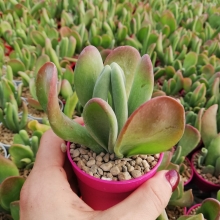 Каланхоэ Метельчатое (большой пакет)