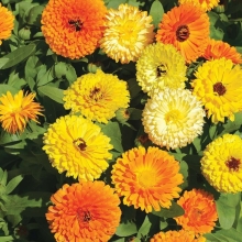 Календула Фиеста смесь