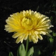 Календула Кремово-белая