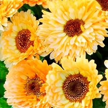 Календула Кремово-белая