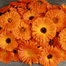 Календула Маргарита