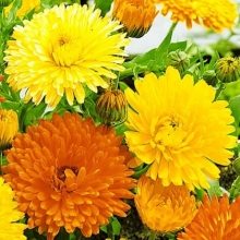 Календула Шелковый поцелуй смесь